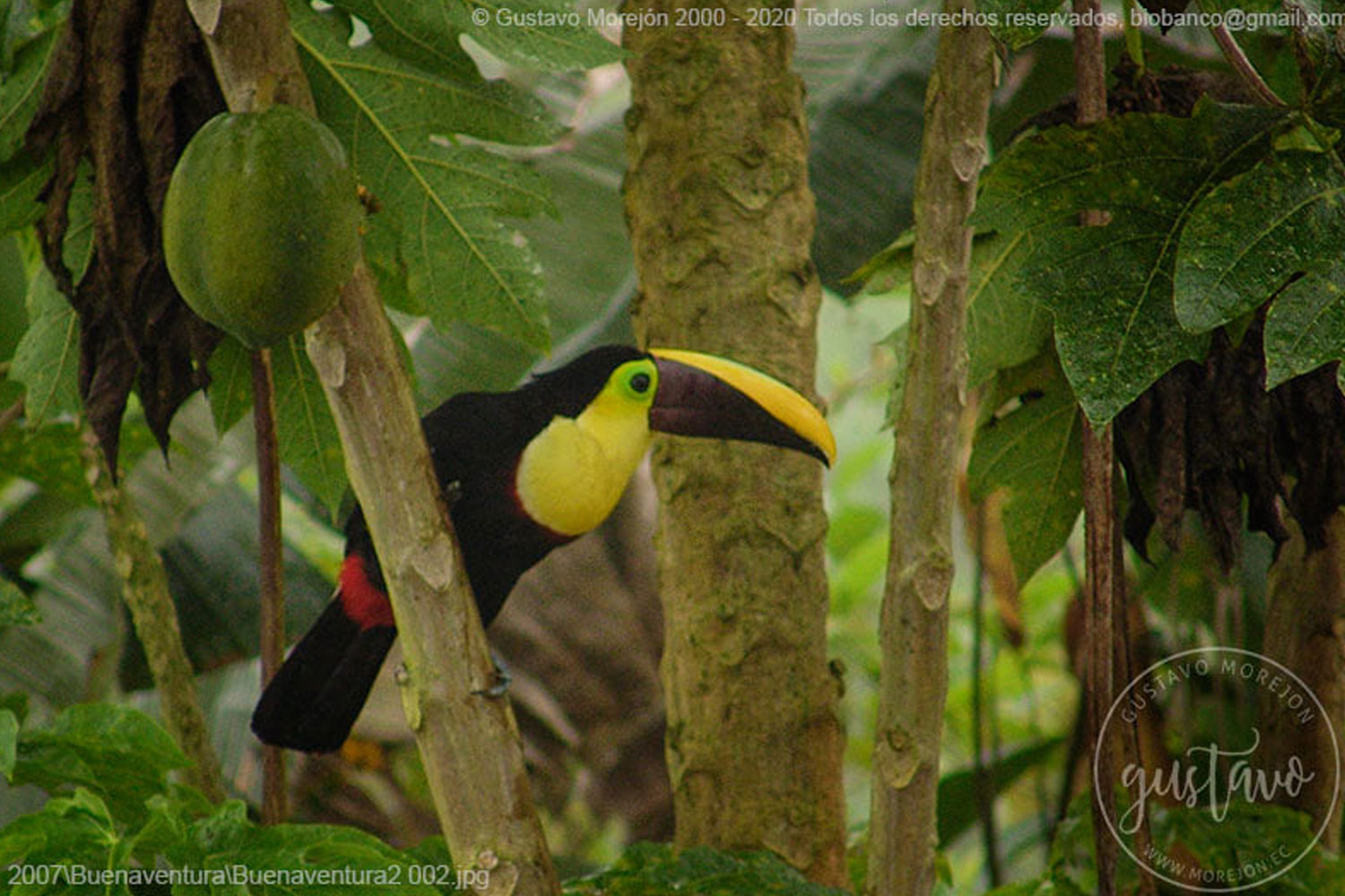 Ramphastos ambiguus swainsonii Gould, 1833