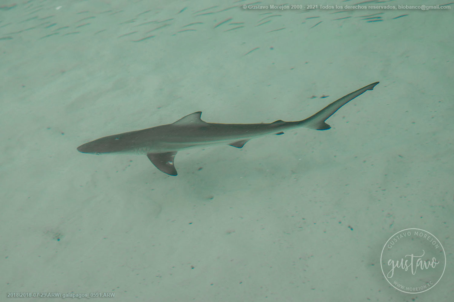 Carcharhinus limbatus (Müller & Henle, 1839)