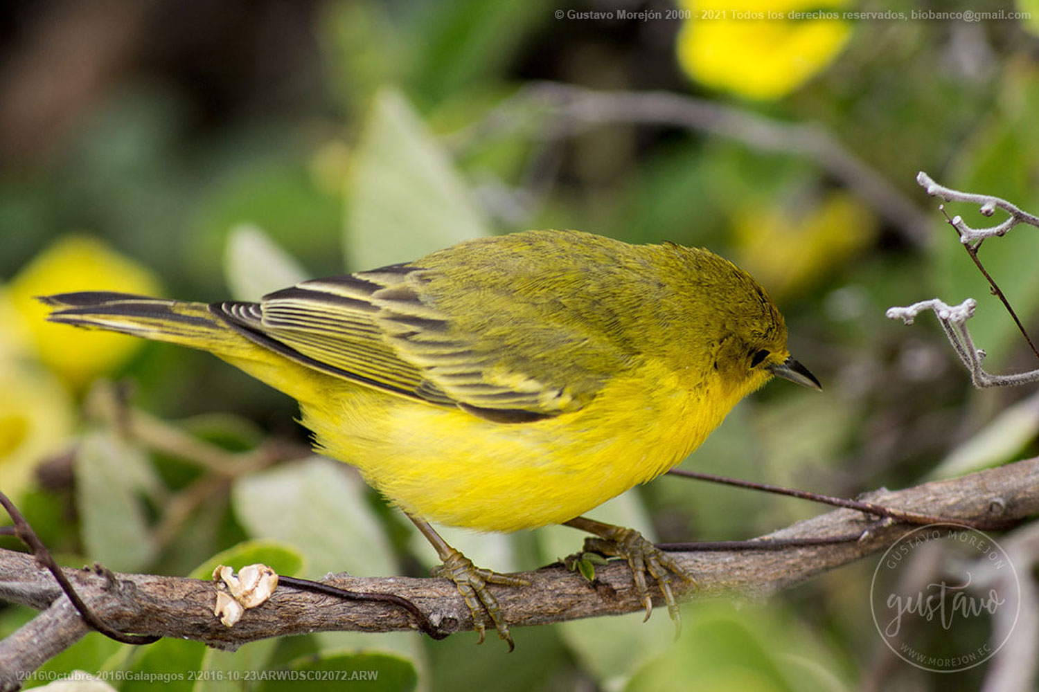 Setophaga petechia aureola (Gould, 1839)