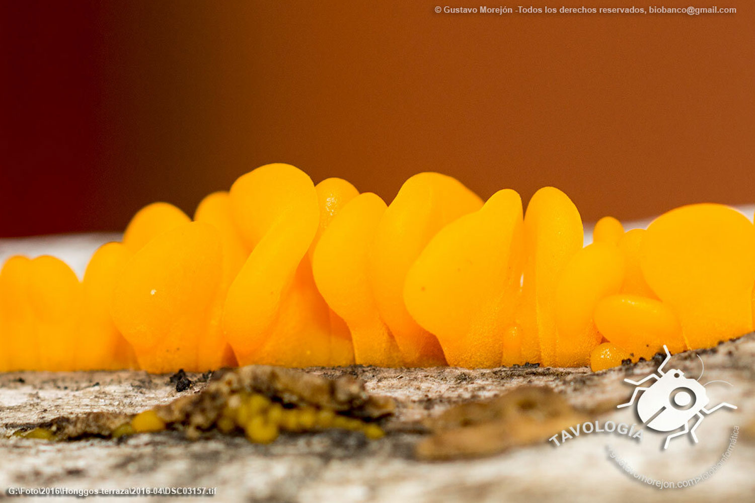 Dacrymyces spathularia (Schwein.) G.W.Martin