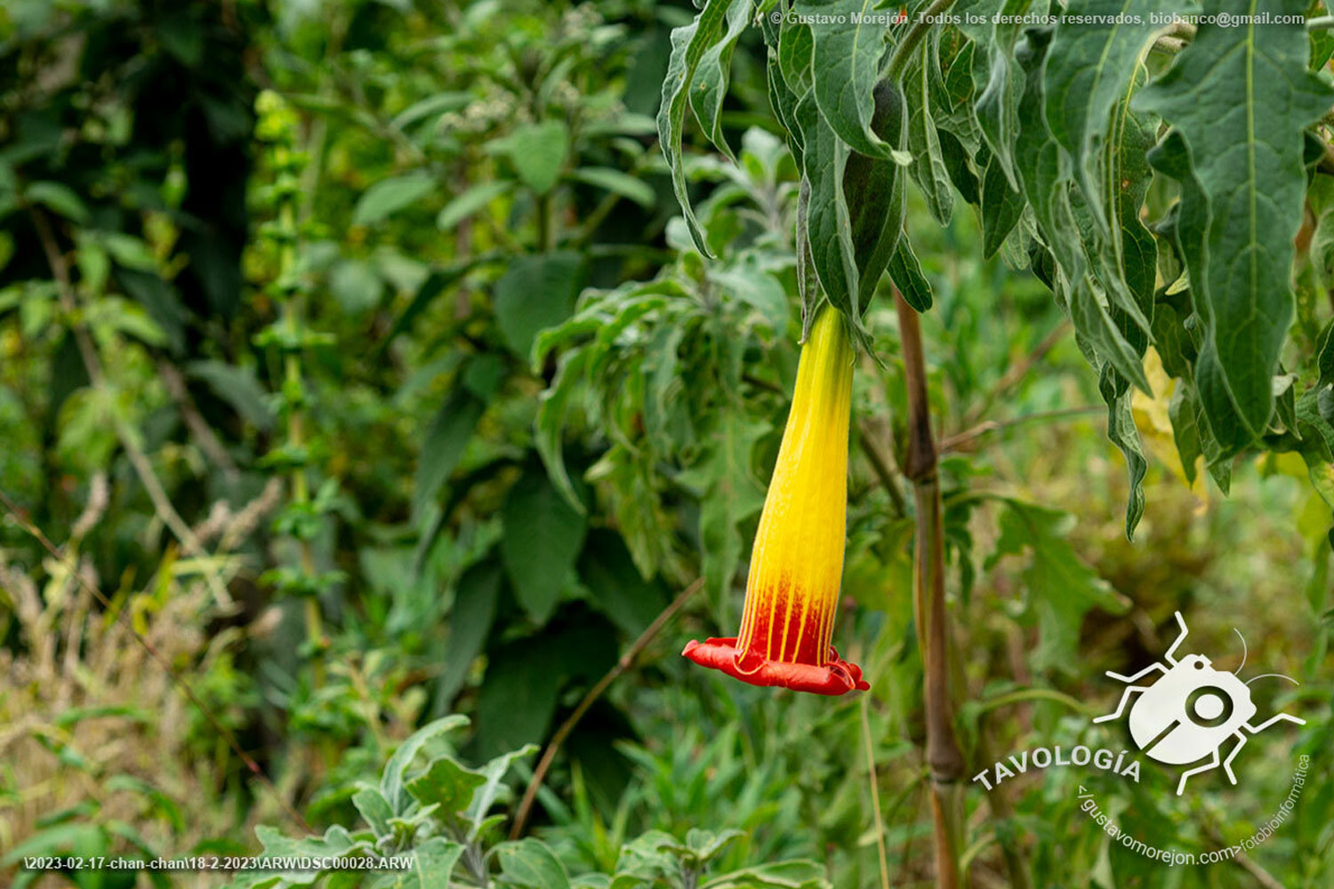Brugmansia sanguinea (Ruiz & Pav.) D.Don