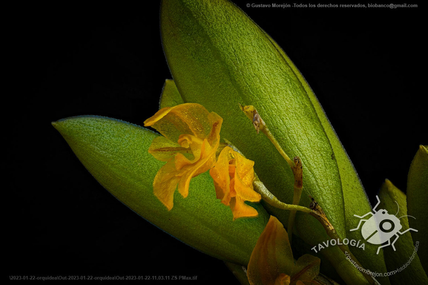 Andinia spiralis (Ruiz & Pav.) Karremans & Mark Wilson