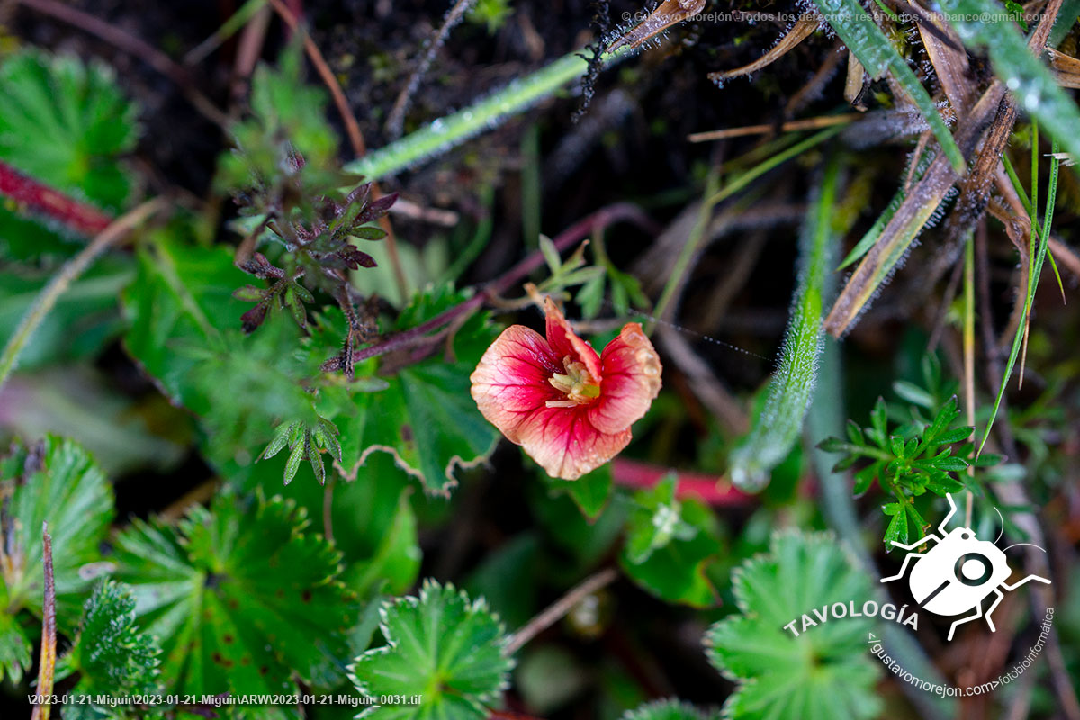 Oenothera epilobiifolia Kunth
