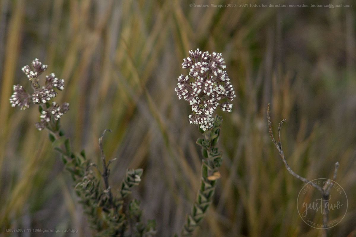 Valeriana microphylla Kunth